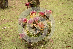 Bromeliad plant in the park