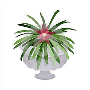 Bromeliad plant in the pot, isolated vector illustration