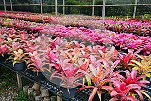 Bromeliad plant tree, Bromeliad garden colorful of leaves bromeliad flower blooming in nursery farm plant green house background