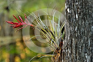 Bromeliad plant on a tree trunk