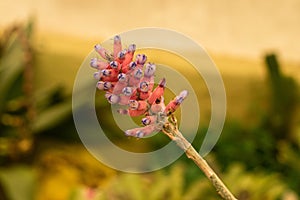 Bromeliad purple pink flower nature green blur background