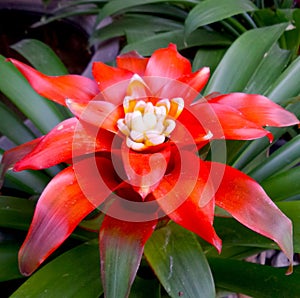 bromeliad red flower