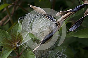Bromeliad Seed Pod with Feathery Seeds Detail Closeup
