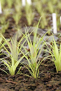 Bromeliad starts in a greenhou photo