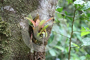 Bromeliad on a tree