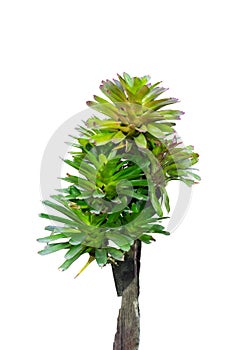 Bromeliad trees that are planted on stumps isolated on white