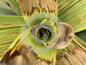 Bromeliad Upper View Natural Pattern Background photo