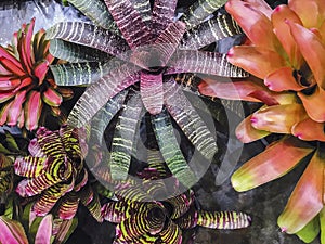 Bromeliad or Urn Plant in the garden