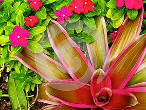 Bromeliad in vivid tropical colors