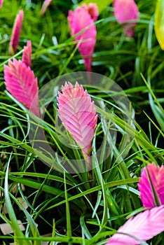 Bromeliad or vriesea splendens flower