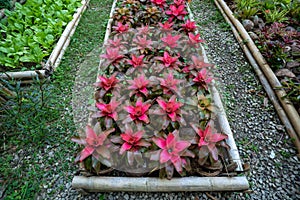 Bromeliad Vriesea tropical plant in the garden