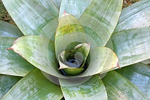 Bromeliad with water collector