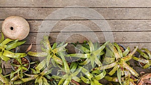 Bromeliad on wood floors