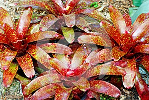 Bromeliads photo