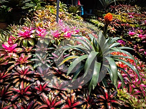 Bromeliads are Arranged in a Row Surrounded by Flower Bromeliad