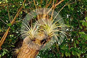 Bromeliads in the caribbean