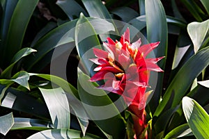 Bromeliads Flower photo