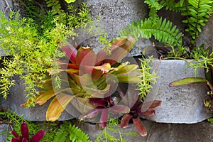 Bromeliads flower on a vertical garden