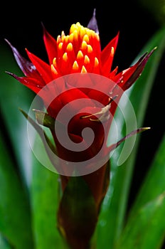 bromeliads flowers photo