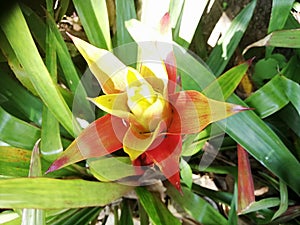 Bromeliads. Flowers . Magic Blooming in tropics. Special gardens