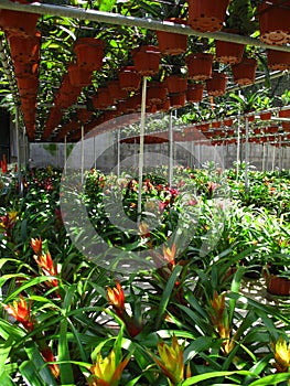 Bromeliads in greenhouse