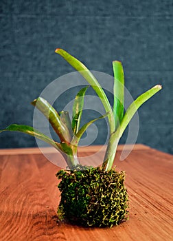 Bromeliads planted in the kokedama - Japan style moss ball