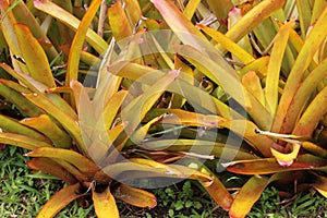 Bromeliads are plants that belong to the Bromeliaceae family