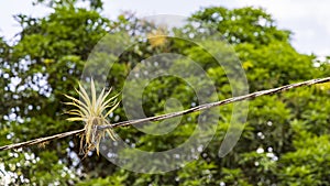 Bromeliads on telephone wire photo