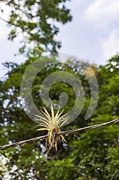 Bromeliads on telephone wire photo