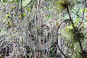 Bromeliads Tillandsia airplant suspended in a hardwood hammock at the Everglades National Park, Florida