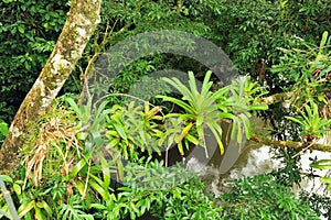 Bromeliads on tree photo