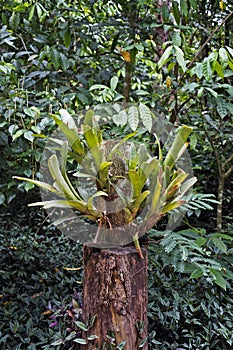 Bromeliads on tree trunk in tropical rainforest, Rio photo