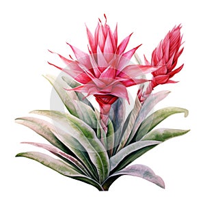 Bromeliads, Tropical Flower Illustration. Watercolor Style. AI Generated photo