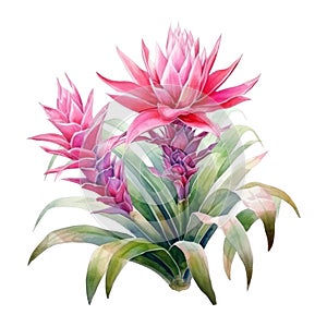 Bromeliads, Tropical Flower Illustration. Watercolor Style. AI Generated photo