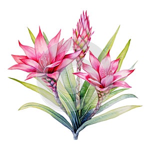 Bromeliads, Tropical Flower Illustration. Watercolor Style. AI Generated photo