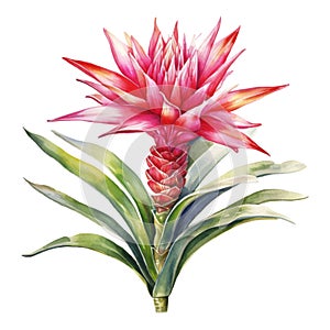 Bromeliads, Tropical Flower Illustration. Watercolor Style. AI Generated photo