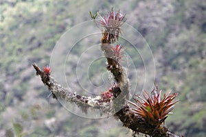 Bromelias growing on tree trunk, Tropical Cloud Forest, Peru photo