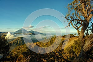 Bromo mountain with branch tree foreground