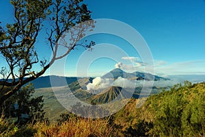 Bromo mountain with branch tree foreground