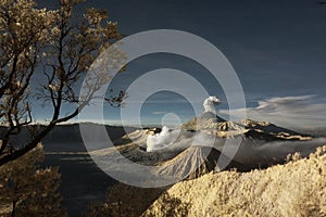 Bromo mountain with branch tree and plants foregro