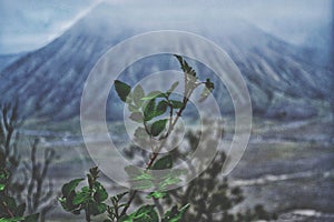 Bromo mountains of morning.