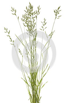 Bromus hordaceus
