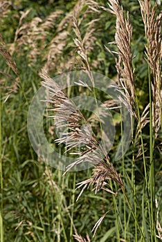 Bromus inermis close up