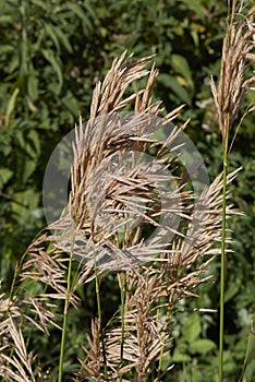 Bromus inermis grass in bloom