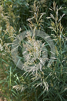 Bromus inermis grass in bloom