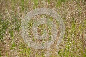 Bromus Inermis, Smooth Bromegrass