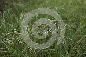 Bromus sterilis grass in bloom photo