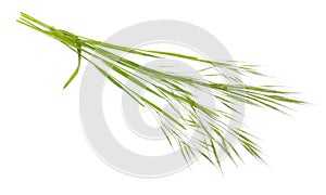 Bromus tectorum, known as drooping brome or cheatgrass. Isolated