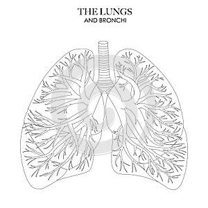 Bronchi anatomy