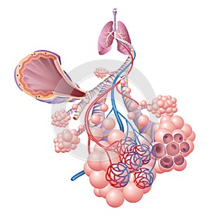 Anatomy of healthy lungs, bronchi, alveoli photo